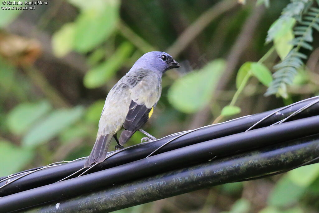 Yellow-winged Tanageradult, identification