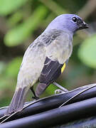 Yellow-winged Tanager