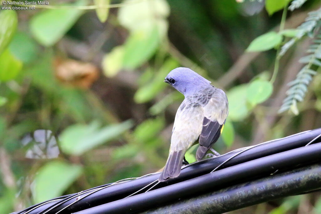 Yellow-winged Tanageradult, identification