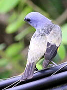 Yellow-winged Tanager