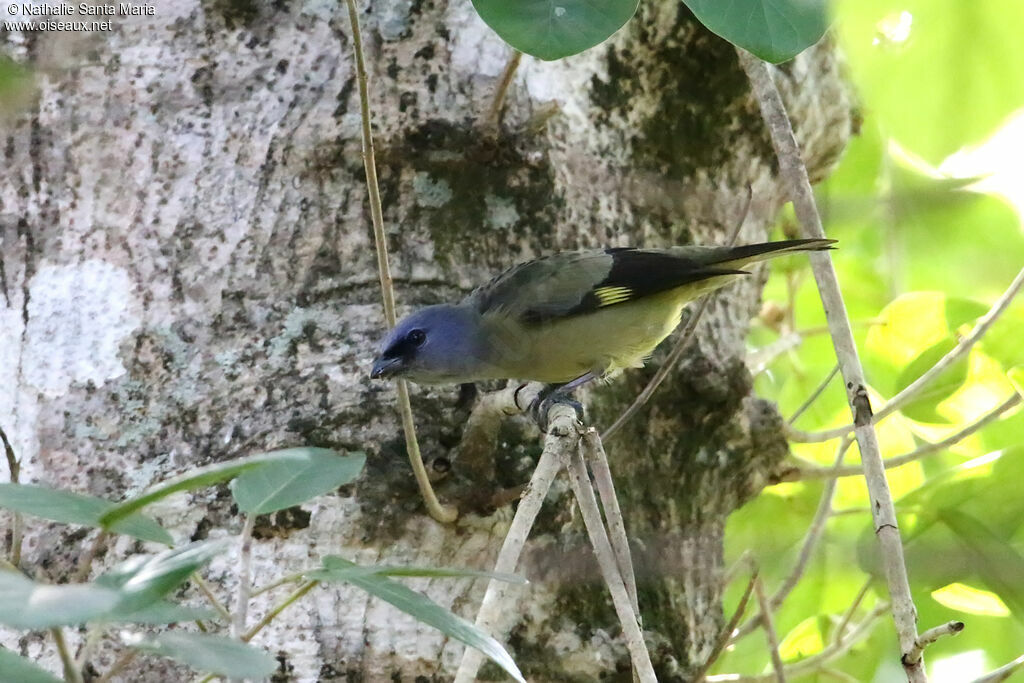 Yellow-winged Tanageradult, identification