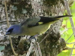 Yellow-winged Tanager