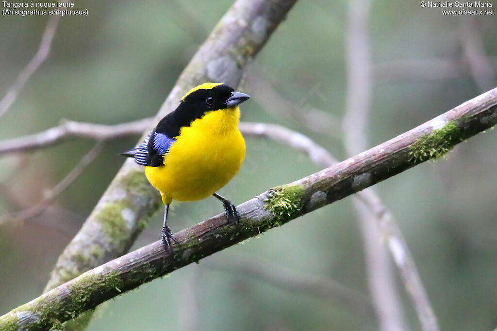 Blue-winged Mountain Tanageradult, identification