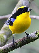 Blue-winged Mountain Tanager