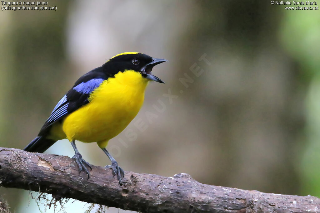 Blue-winged Mountain Tanageradult, identification