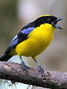 Blue-winged Mountain Tanager