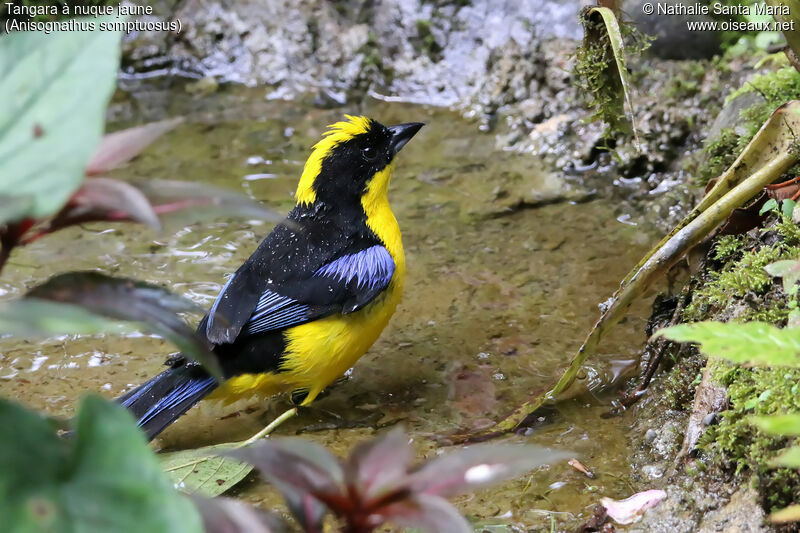 Blue-winged Mountain Tanageradult, identification