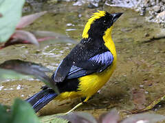 Blue-winged Mountain Tanager