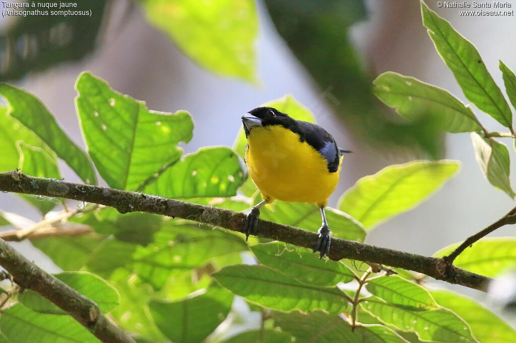 Tangara à nuque jauneadulte, identification