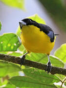 Blue-winged Mountain Tanager