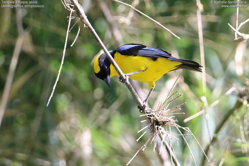 Tangara à nuque jauneadulte, identification