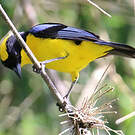 Tangara à nuque jaune