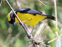 Blue-winged Mountain Tanager