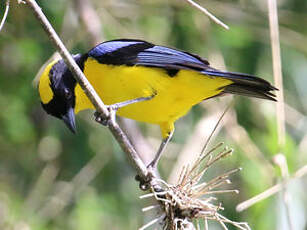 Tangara à nuque jaune