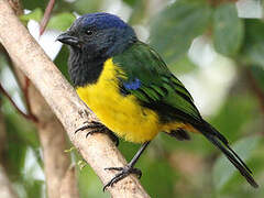 Black-chested Mountain Tanager