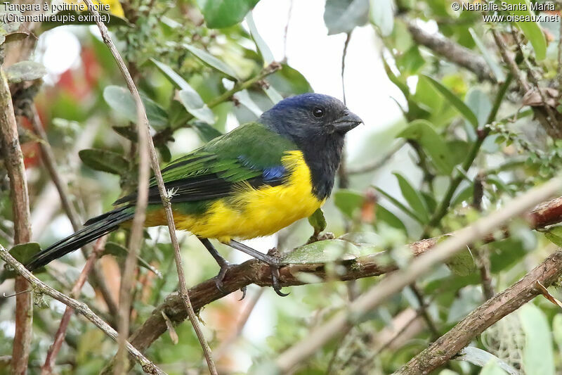Black-chested Mountain Tanageradult, identification