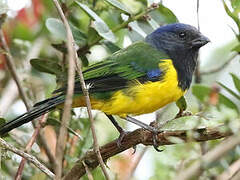 Black-chested Mountain Tanager