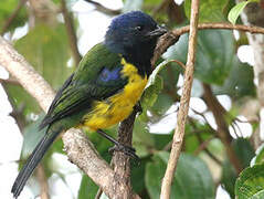 Black-chested Mountain Tanager