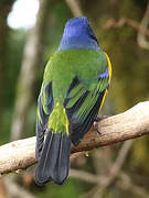 Black-chested Mountain Tanager