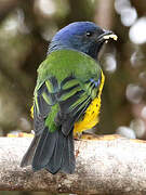 Black-chested Mountain Tanager