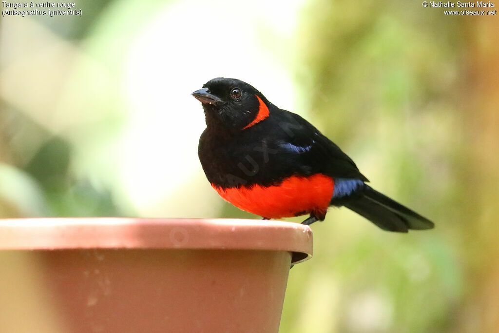 Scarlet-bellied Mountain Tanageradult, identification