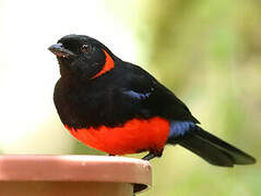 Scarlet-bellied Mountain Tanager