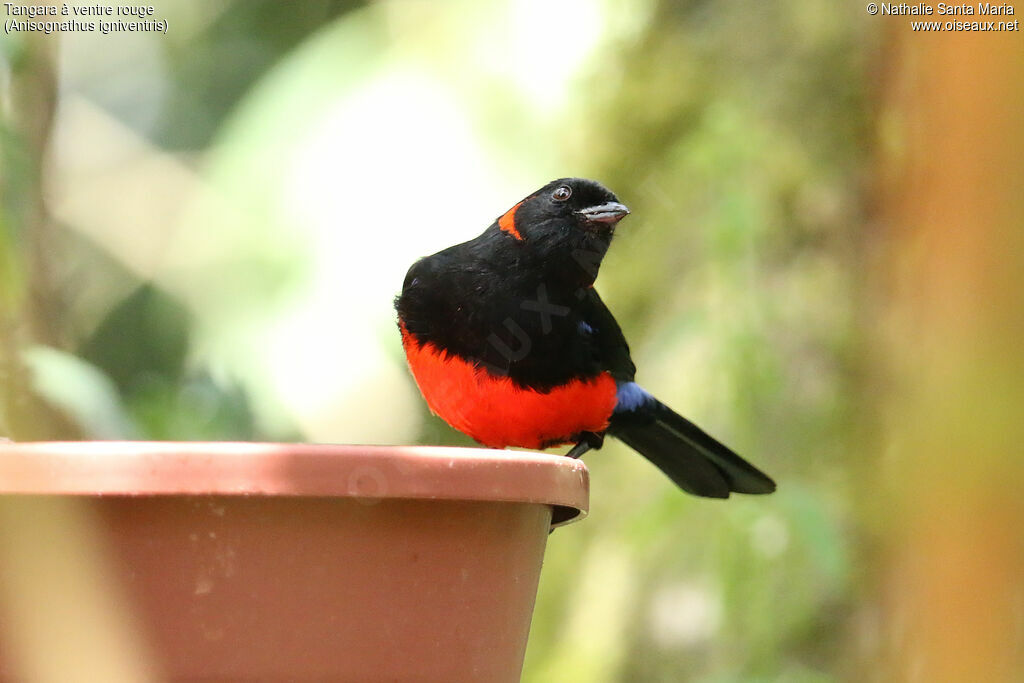 Scarlet-bellied Mountain Tanageradult, identification