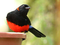 Scarlet-bellied Mountain Tanager