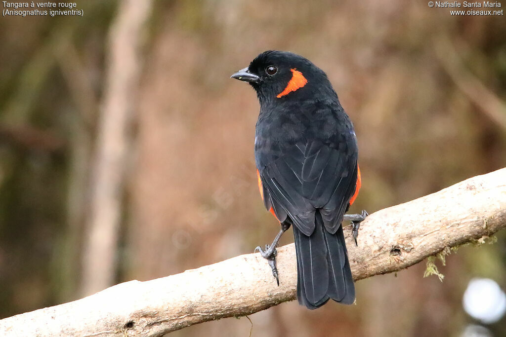 Scarlet-bellied Mountain Tanageradult, identification