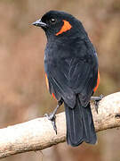 Scarlet-bellied Mountain Tanager