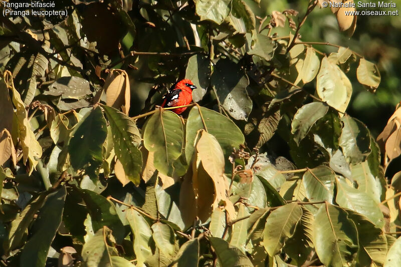 Tangara bifascié mâle adulte, identification