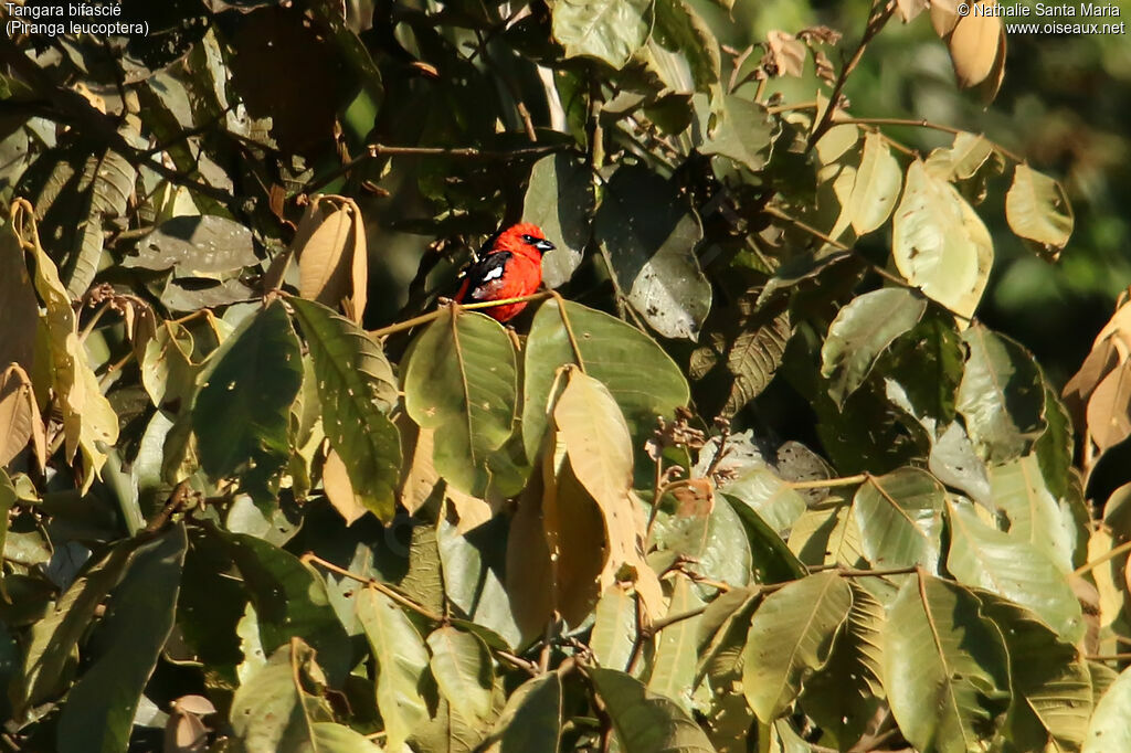 Tangara bifascié mâle adulte, identification