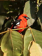 White-winged Tanager