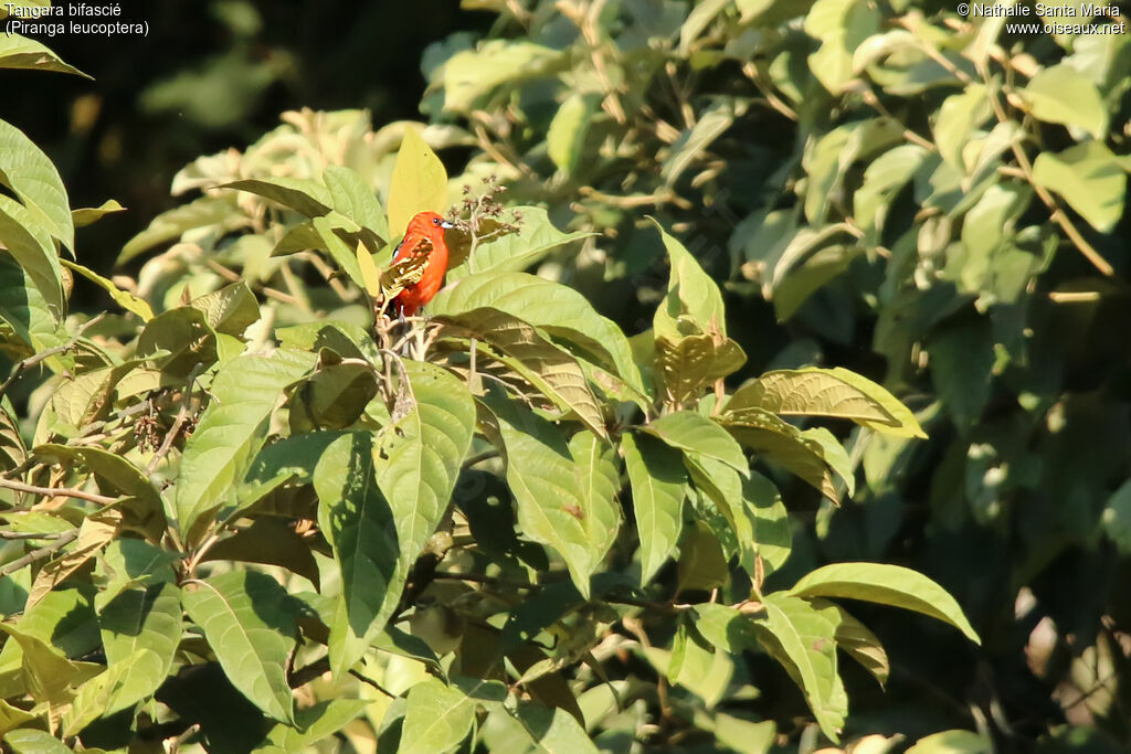 White-winged Tanager male adult, habitat