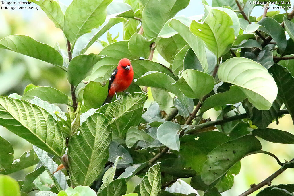 White-winged Tanageradult