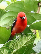 White-winged Tanager