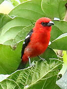 White-winged Tanager