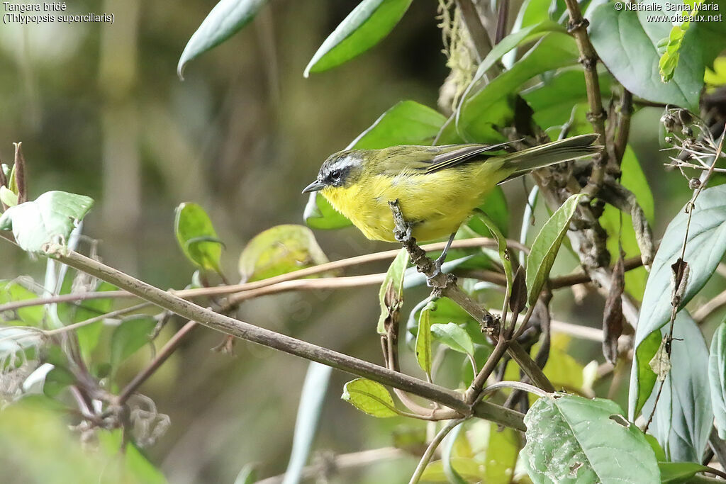 Superciliaried Hemispingusadult, identification