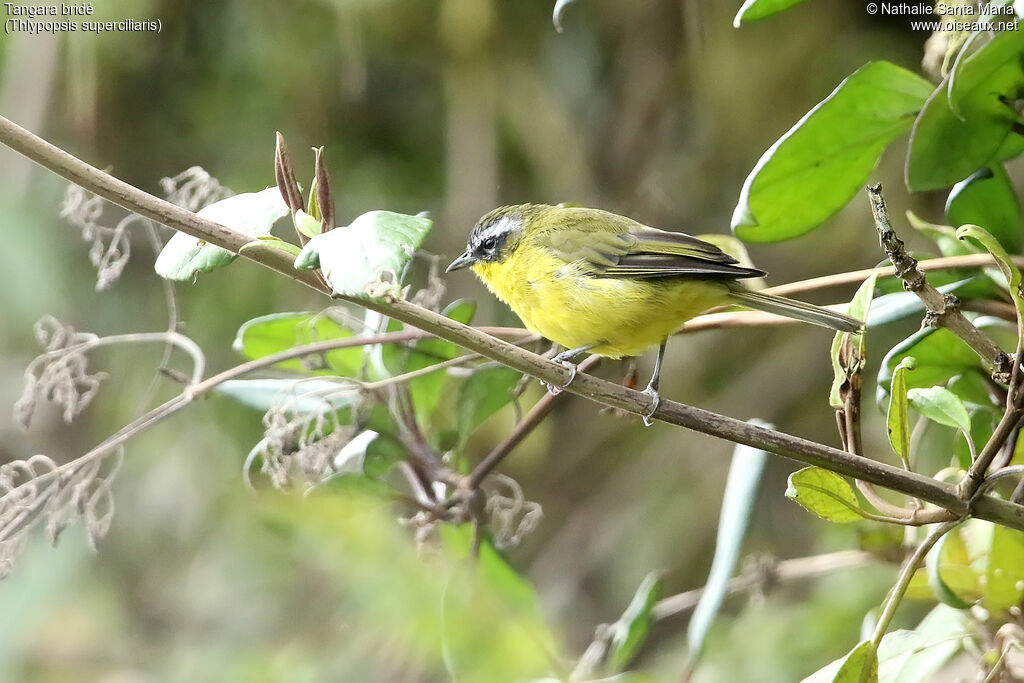 Tangara bridéadulte, identification