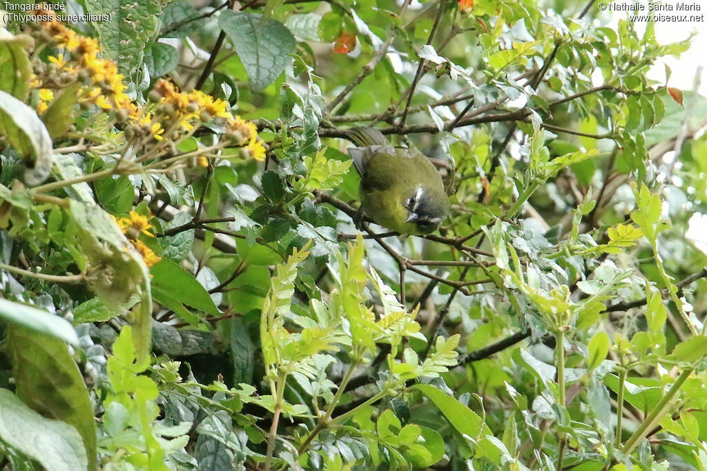 Tangara bridéadulte, identification