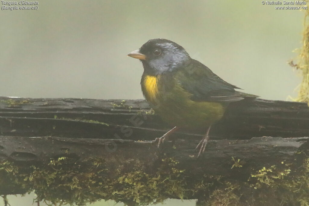 Tangara d'Edwardsadulte, identification