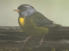 Moss-backed Tanager