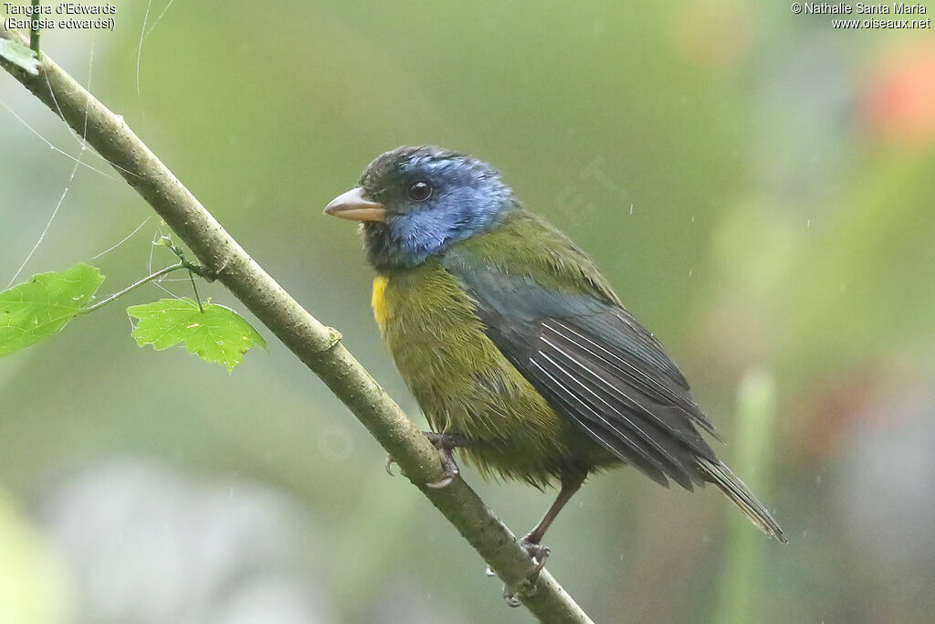 Tangara d'Edwardsadulte, identification