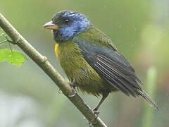 Moss-backed Tanager