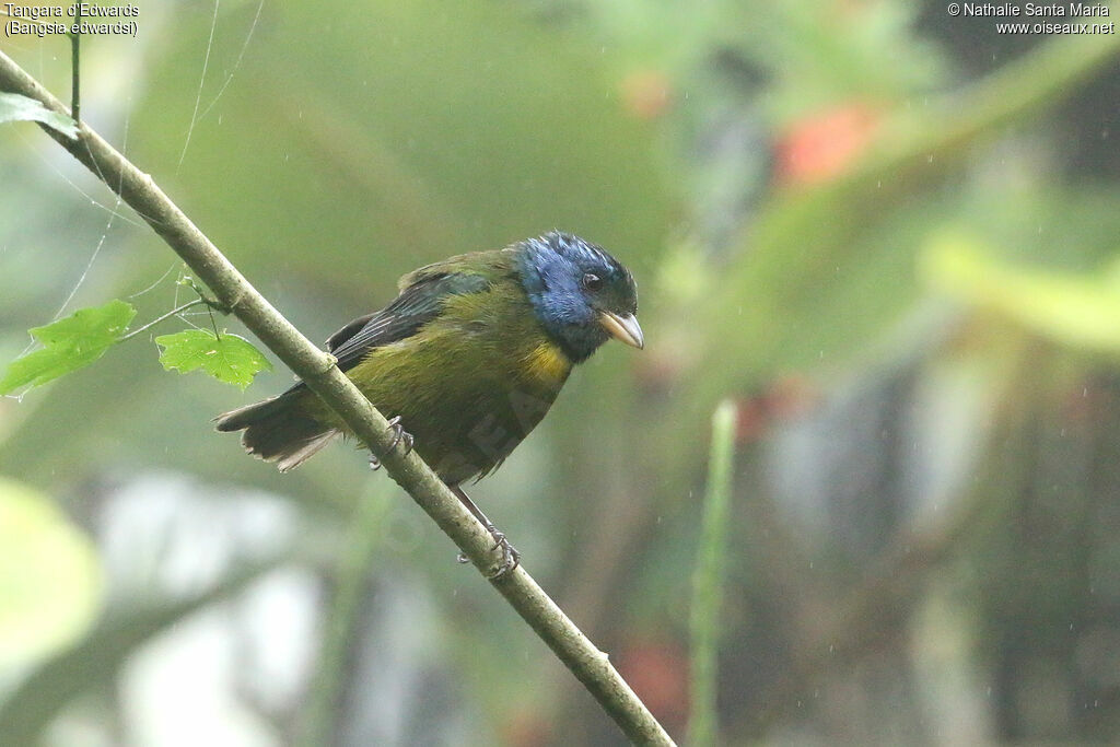 Tangara d'Edwardsadulte, identification