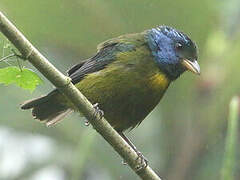 Moss-backed Tanager