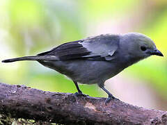 Palm Tanager