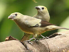 Palm Tanager