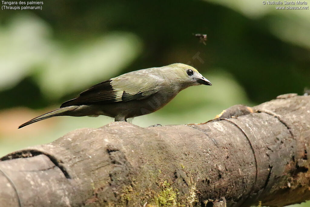 Tangara des palmiersadulte, identification