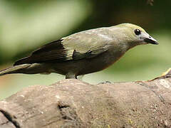 Palm Tanager